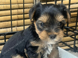 Yorkshire pure terrier last girl tea cup
