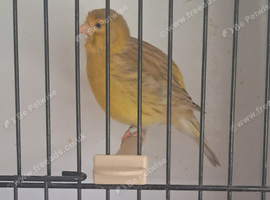 Fife canaries