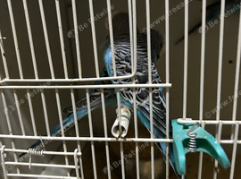 Budgies for sale