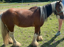 Mini cob