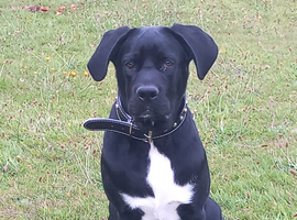 Bruno Cane corso X Staffy