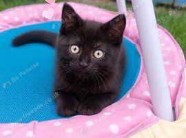 9 week old female kitten m