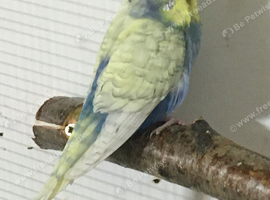 1x breeding female and a young pair