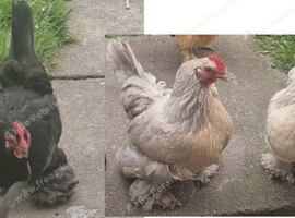 3 bantam hens free to good home