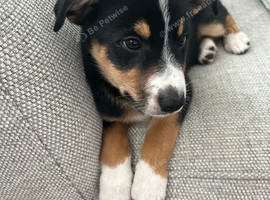 Border collie puppy for sale