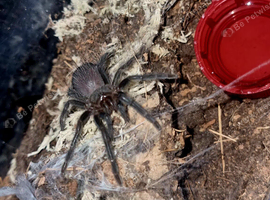 X4 phormictopus auratus tarantula Unsexed
