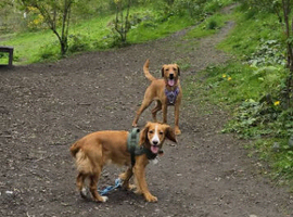 Small animal service,  dog walker and home visits