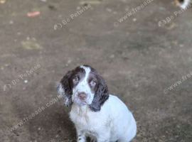 8 beautiful sprocker pups