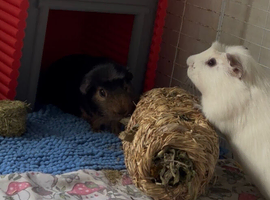 Super cute pair of bonded boars available for adoption