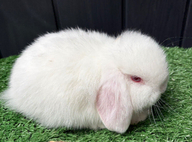 Mini lop red eyes whites available