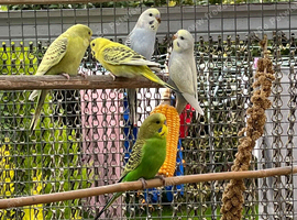 Budgies