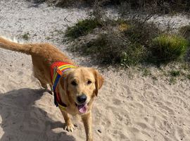 Golden Retriever only for STUD
