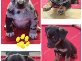 Jack Russell puppies