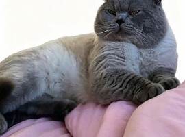 British shorthair