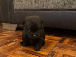 Pomeranian puppies