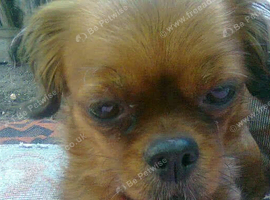 Small Dog size Wanted