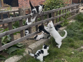 Fluffy, Happy, Healthy Kittens - NOW READY TO GO!