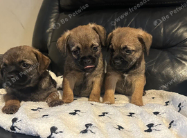 Stunning border terrier puppies