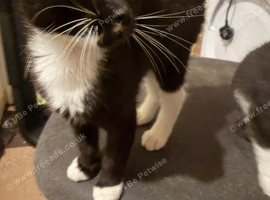 Beautiful kittens ready for forever homes