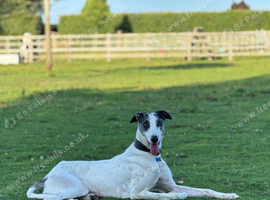 Handsome lurcher available for stud