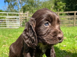Outstanding cocker spaniel puppies