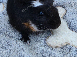 Two female baby guinea pigs