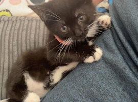 9 week old kittens for sale!