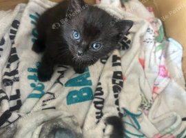 Kittens ready to go to a good home