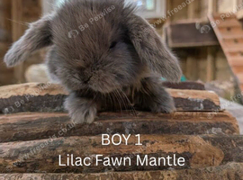 Gorgeous mini-Lop baby bunnies for sale