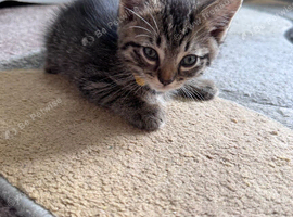 Munchkin cross manecoon