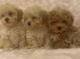 Adorable  Maltipoo puppies