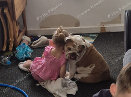 Female bulldog  250