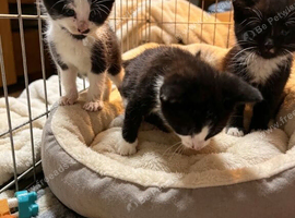 Kittens