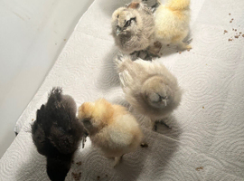 Silkies chicks