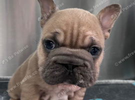 Big rope 2 stunning French bulldog puppies big rope