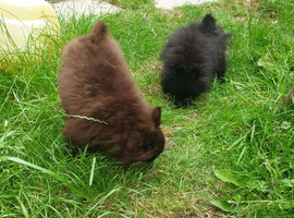 House trained chocolate Pomeranian girl and black boy  ready to leave