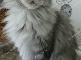Maine Coon Cat Female Very Loving Female