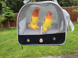 FISCHERS LOVEBIRDS