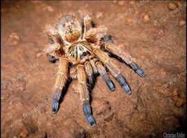 Tarantulas for Sale
