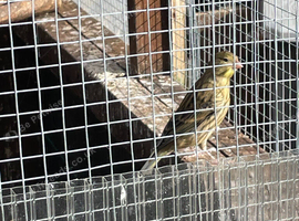 canaries for sale