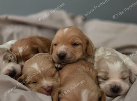Cocker spaniel pups
