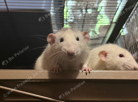 3 Male Rats