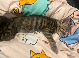 Beautiful tabby kittens available