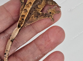 Crested Gecko Babies
