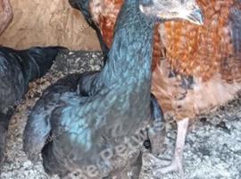 Aseel hens for sale