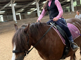 LOOKING FOR A HORSE!