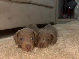 Gorgeous Isabella Dachshund Boys