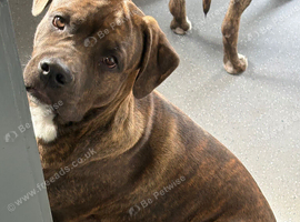 Staff x mastiff