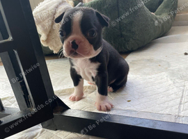 1 Exceptional Boston Terrier Pups - Outstanding Wildax & Skin Deep Bloodlines