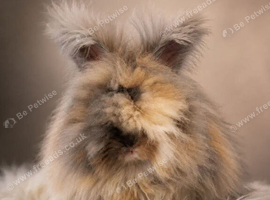 English angora